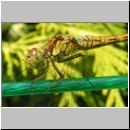 Sympetrum striolatum - Grosse Heidelibelle jung-w01.jpg
